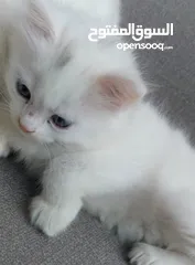  1 قطط مكس شيرازي  شهرين