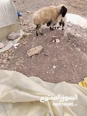  1 نعجه ورها عبور عمرها اربع شهور وحانيه من اسبوع النعجه بصلا على النبي سن اول جمع نضيف و قرقير ثنتين ق