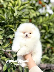  5 بومارينيان تيكب أصغر حجم مستوى عالي جدا pomeranian t_cup