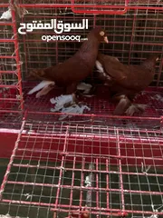  1 جوز نجفي احمر