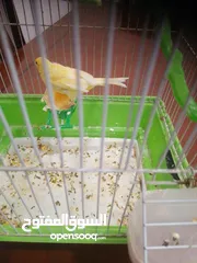  4 كناري أنثى جاهزة مع قفص ب 25 دينار مشاء الله صحة و نظافة موجودة بشفا بدران مع ذكر شهر و يجهز ب 10