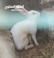  3 لبيع الحبه 2ونص