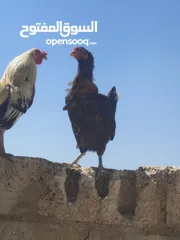  6 ديك ودجاجه للبيع الشراء يرن