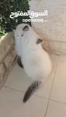  3 قطط راغدول دم صافي