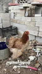  3 ديك وخمس دجاجات براهمي