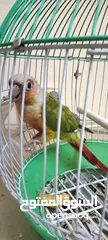  1 ببغاء كونيور اليف للبيع مناسب للاطفال وللعب معهم والوان زاهية وصوت جميل