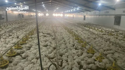  2 ارض للبيع منطقة (ب)  طابو