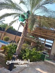  28 مزرعة وشاليه EVIAN الفاخره منطقة الجوفه البحر الميت...متميزين بالنظافه والمزرعه الراقيه.