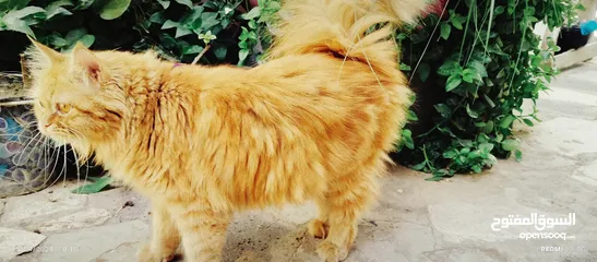  25 قطط شيرازي من المعدوم لون عسلي