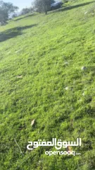  2 قطعة ارض للبيع في جنين