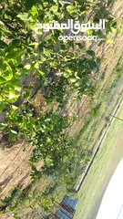  4 مزرعه للبيع الموقع : الاردن - بلعما