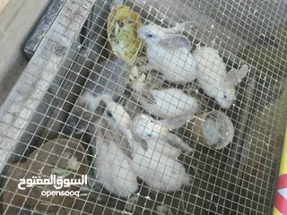  5 ارانب هجين متوفر اقرا الوصف
