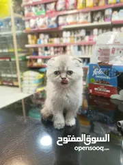  9 سكوتش فولد غولدن وستريت وسيلفر شدد لعشاق التميز والنوادر والحبات البيور هاد الإعلان الك تابع الوصف
