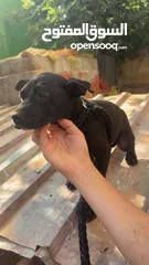  6 بيتبول بلاك نوز جروتين pitbull black nose puppies