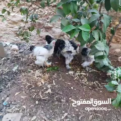  6 دجاج للبيع