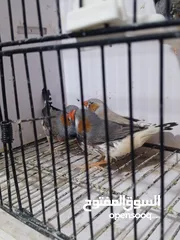  12 زيبرا مكس انقلش