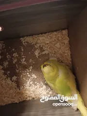  13 جوزين حب مع بيض
