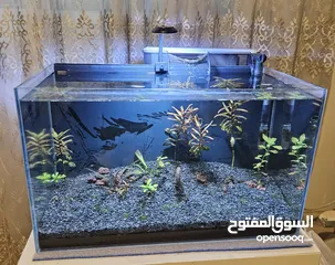  1 حوض سمك كريستال