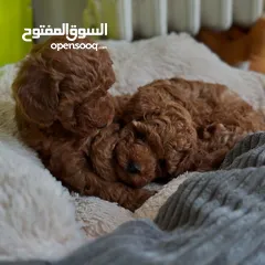  3 جراء بودل مستويات عالية جدا جدا جدا اهالي استيراد خارجي مستويات خرافية تسليم في أي عياده بيطرية