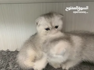  3 Scotch fold kittens