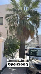  28 لتنظيف النخيل والواشنتونيا والاهتمام بالحدائق والثمار بكافه انواعها