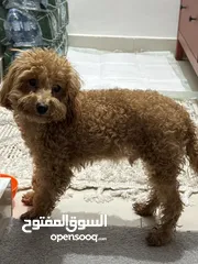  2 بودل بني للبيع