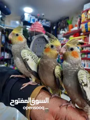  7 كوكتيل ازبيلا حبات نخب أليفة جدا اقرأ الوصف
