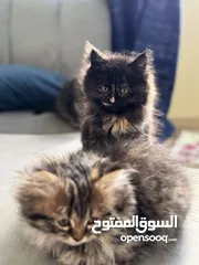  7 Cats for sale ,قطط للبيع