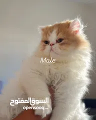  1 قطط بيكي فيس بيور ذكرين وانثي مستوي توب Persian cats 2 males one female