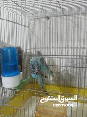  4 4 جواز حب و جوز روز بسعر حرق