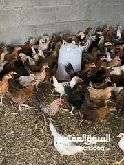  4 دجاج عماني للبيع