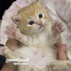 1 2 قطط كتنز مع امهم مرضعه
