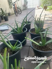  8 Cactus plant-Opontia Plant and Aloe vera