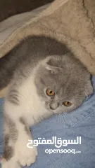 14 Scottish fold female kitten  3 month old