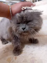  1 قط للبيع بسعر مناسب