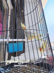  5 جوز طيور كوكتيل
