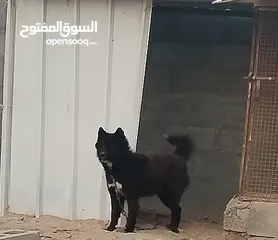  2 أنثى هاسكي