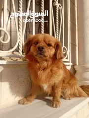  10 كلب للبيع أليف لعوب جدا بحب الناس