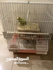  2 جوز عصافير حب (budgies)