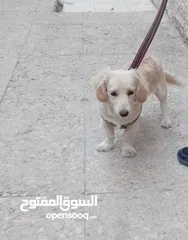  6 كلب كوكر سبانييل انثى عمرها 6أشهر لعوبة ذكية كيووووت لونها كابتشينو حلوووو حجم ميني للبيع