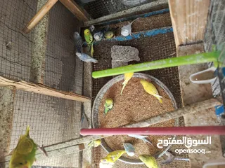  7 35 جوز حب بلدي مخاليف