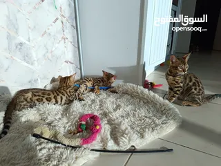  6 Bengal kittens
