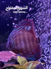  14 Discus fish (different sizes) + more