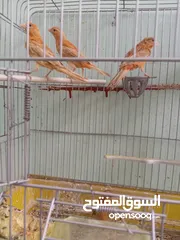  30 اقرى الوصف