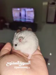  3 هامستر ابيض نادر لونه وجميل winter white hamster