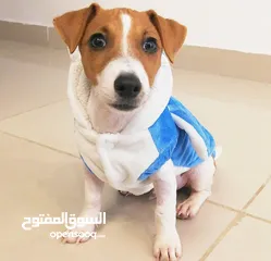  2 جاك راسل بيور jack Russel pure