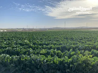  3 ارينبه الغربيه حوض 1 الشرقي قطعه رقم 390 ثاني قطعة عن الشارع الرئيسي بجانب التنظيم المساحة13 دونم