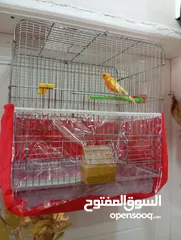  8 ذكر كنار ، اقرأ الوصف