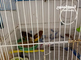  10 طيور كناري للبيع