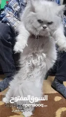  3 قطة شانشيلا صغيرة عمرها 9شهور بيضاء بيتيه